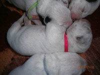 /album/fotogalerie-stenatka/p1221816-jpg/