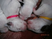 /album/fotogalerie-stenatka/p1221827-jpg/