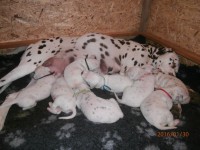 /album/fotogalerie-stenatka/a12615625-830145340441591-7952655821665704470-o-jpg/